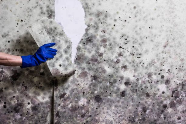 Best Emergency Mold Remediation in Holstein, IA