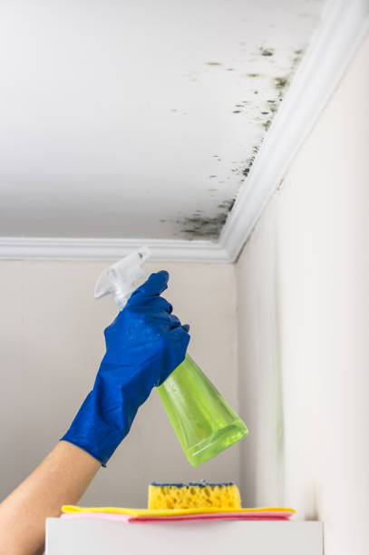 Professional Mold Remediation in Holstein, IA